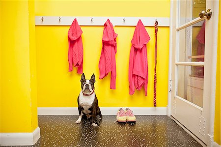 Sweaters and leash on hooks with dog and shoes Stock Photo - Premium Royalty-Free, Code: 673-06025414