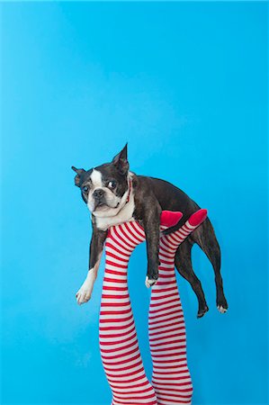 pets studio - Legs in striped socks with colorful shoes holding dog Stock Photo - Premium Royalty-Free, Code: 673-06025430