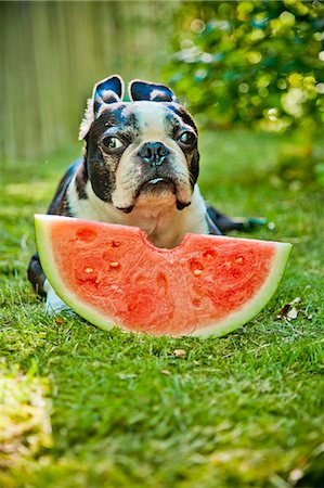 food for domestic animals - Dog with slice of watermelon Stock Photo - Premium Royalty-Free, Code: 673-06025444