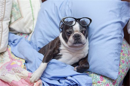 dog in pillows - Boston terrier wearing glasses in bed Stock Photo - Premium Royalty-Free, Code: 673-06025517