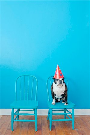 souvenir de fête - Boston terrier, assis sur la chaise bleue portant chapeau de fête Photographie de stock - Premium Libres de Droits, Code: 673-06025538