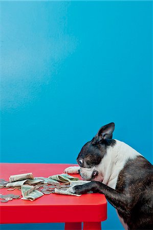 funny animal red - Dog looking at money on red table Stock Photo - Premium Royalty-Free, Code: 673-06025545