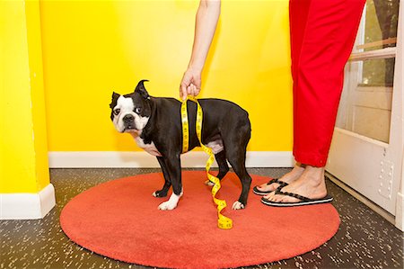 door in wall entrance - Woman measuring dog's waist Stock Photo - Premium Royalty-Free, Code: 673-06025550