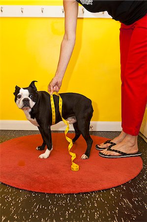 simsearch:673-06025306,k - Woman measuring dog's waist Foto de stock - Royalty Free Premium, Número: 673-06025551