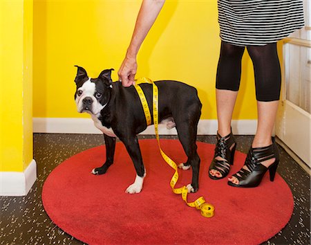 Woman measuring dog's waist Foto de stock - Sin royalties Premium, Código: 673-06025553