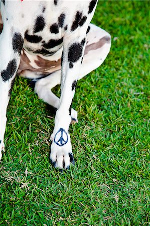 símbolo de paz - Black and white dog with peace sign on paw Foto de stock - Royalty Free Premium, Número: 673-06025598