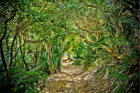 selva tropical - Path through jungle Foto de stock - Sin royalties Premium, Código: 673-06964721