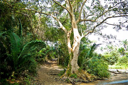 Path through jungle Stock Photo - Premium Royalty-Free, Code: 673-06964723