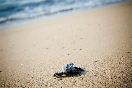 Newly hatched turtles on beach Stock Photo - Premium Royalty-Free, Code: 673-06964747