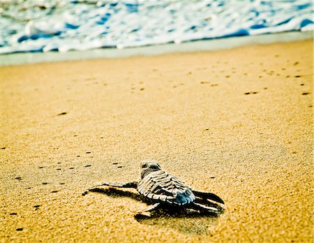 Newly hatched turtles on beach Foto de stock - Sin royalties Premium, Código: 673-06964748