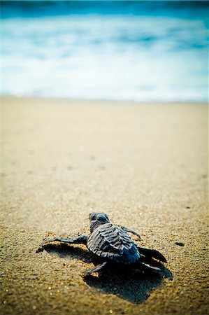 Newly hatched turtles on beach Photographie de stock - Premium Libres de Droits, Code: 673-06964749