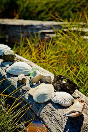 Shells and sand dollars on driftwood Foto de stock - Royalty Free Premium, Número: 673-06964817