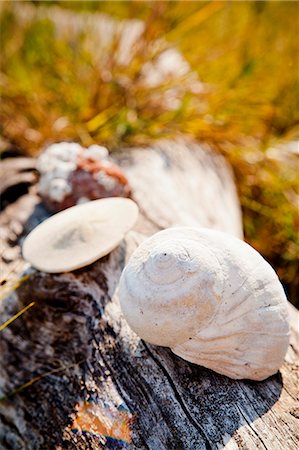 sand dollar beach - Shells and sand dollars on driftwood Stock Photo - Premium Royalty-Free, Code: 673-06964813