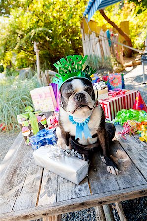 Boston terrier dog with birthday presents Foto de stock - Royalty Free Premium, Número: 673-06964869