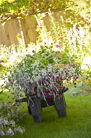 Wheelbarrow full of flowers in garden Stock Photo - Premium Royalty-Free, Code: 673-06964879
