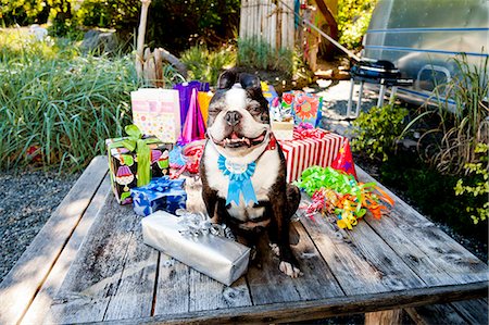 dog and holiday - Boston terrier dog with birthday presents Stock Photo - Premium Royalty-Free, Code: 673-06964871