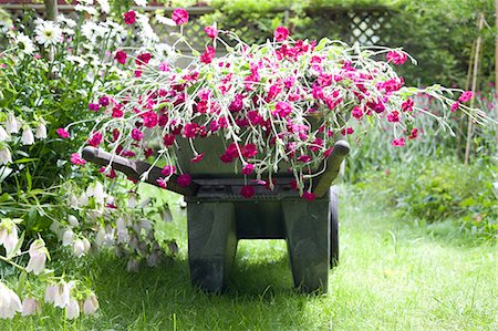 purple spring flowers - Wheelbarrow full of flowers in garden Stock Photo - Premium Royalty-Free, Code: 673-06964885