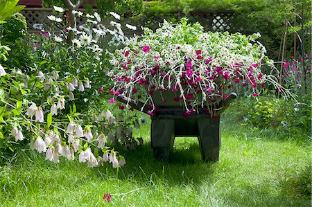 flower private garden nobody - Wheelbarrow full of flowers in garden Stock Photo - Premium Royalty-Free, Code: 673-06964880