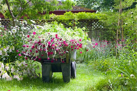 Wheelbarrow full of flowers in garden Stock Photo - Premium Royalty-Free, Code: 673-06964881
