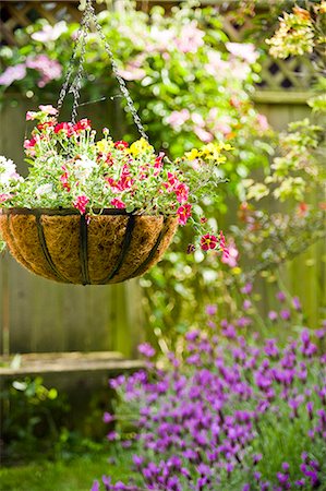 Hanging flower basket in garden Stock Photo - Premium Royalty-Free, Code: 673-06964897