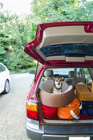 Dog sits in a pet bed on luggage piled into a packed car Foto de stock - Royalty Free Premium, Número: 673-08139145