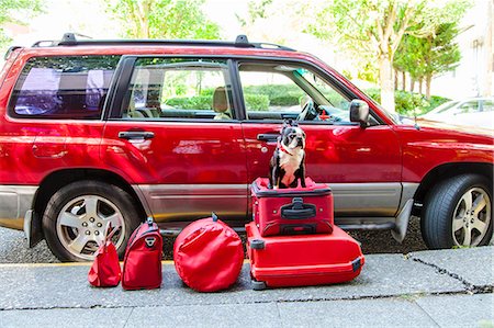 Dog sits atop luggage in front of a packed car Photographie de stock - Premium Libres de Droits, Code: 673-08139147