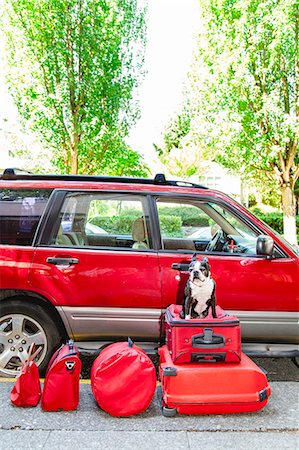 road with dog car - Dog sits atop luggage in front of a packed car Stock Photo - Premium Royalty-Free, Code: 673-08139148