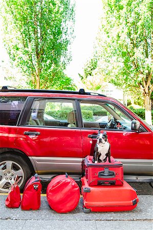 dog and holiday - Dog sits atop luggage in front of a packed car Stock Photo - Premium Royalty-Free, Code: 673-08139148