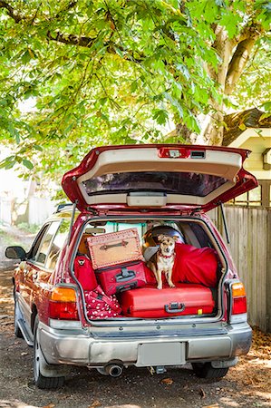 simsearch:673-06025306,k - Dog sits atop luggage piled into a packed car Foto de stock - Royalty Free Premium, Número: 673-08139143