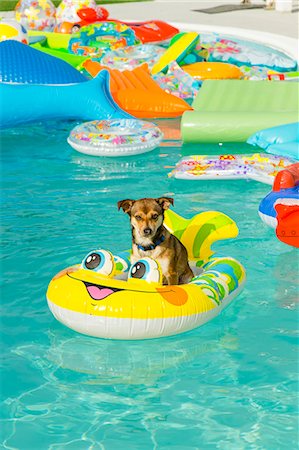 floating (object on water) - Dog floats in a pool ring in a pool Stock Photo - Premium Royalty-Free, Code: 673-08139194