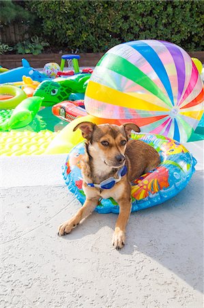 reflecting pool backyard - Dog sits in a pool ring at the edge of a pool Stock Photo - Premium Royalty-Free, Code: 673-08139195