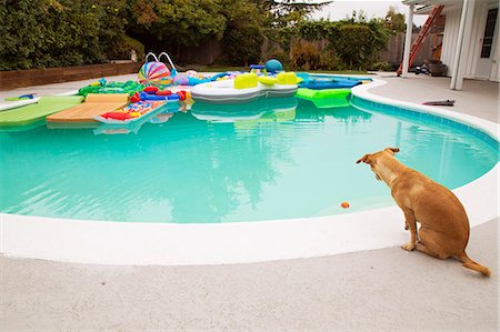 Dog sits and looks at a pool full of toys Stock Photo - Premium Royalty-Free, Code: 673-08139197