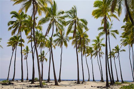 Palm trees on a sandy beach with the flat ocean horizon in the background, Place of Refuge, Hawaii Stock Photo - Premium Royalty-Free, Code: 673-08139215