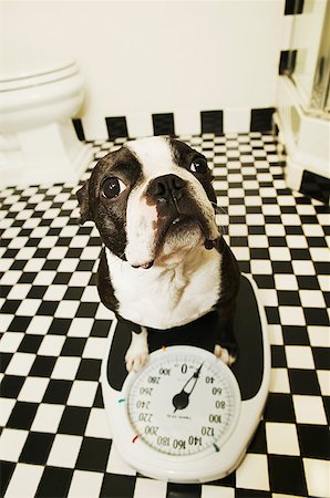 photography portraits in interiors black and white photos - A dog on a bathroom scale Stock Photo - Premium Royalty-Free, Code: 673-02138770