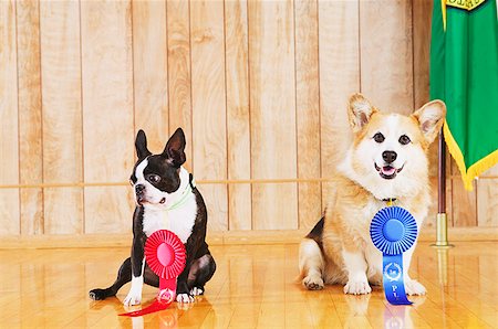 Portrait of dog show winners Foto de stock - Sin royalties Premium, Código: 673-02138946