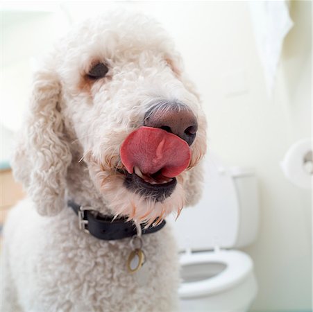 satisfied (thirst) - Poodle in bathroom Foto de stock - Sin royalties Premium, Código: 673-02139237