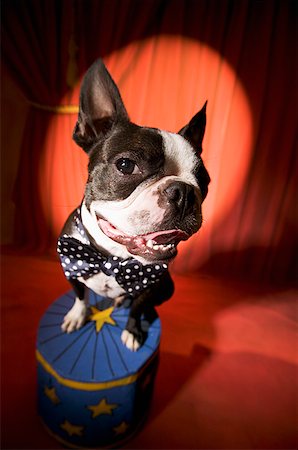 simsearch:673-02139254,k - Boston Terrier wearing bow tie in spotlight Stock Photo - Premium Royalty-Free, Code: 673-02139256