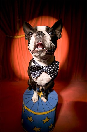 simsearch:673-02139254,k - Boston Terrier wearing bow tie in spotlight Stock Photo - Premium Royalty-Free, Code: 673-02139257