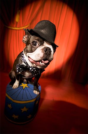 funny character - Boston Terrier wearing bow tie and hat Stock Photo - Premium Royalty-Free, Code: 673-02139258