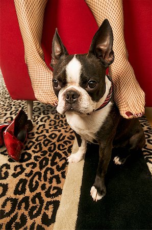 resting high heels - Woman rubbing Boston Terrier with feet Stock Photo - Premium Royalty-Free, Code: 673-02139284