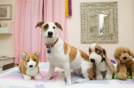 Dog sitting with stuffed animals Stock Photo - Premium Royalty-Free, Code: 673-02139285