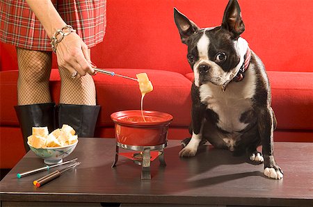 fondue (mets) - Boston Terrier, assis à côté de fondue Photographie de stock - Premium Libres de Droits, Code: 673-02139280