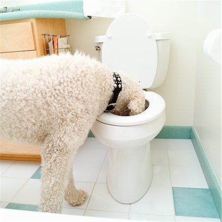 Standard Poodle drinking from toilet Foto de stock - Sin royalties Premium, Código: 673-02139298