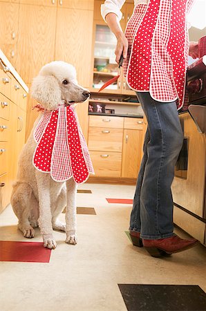 dogs and woman in kitchen - Poodle in kitchen wearing bib Stock Photo - Premium Royalty-Free, Code: 673-02139292