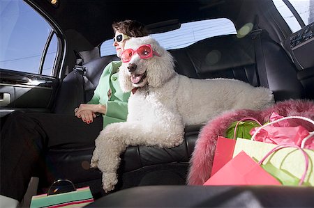 pet shop - Woman and Standard Poodle sitting in car Stock Photo - Premium Royalty-Free, Code: 673-02139443