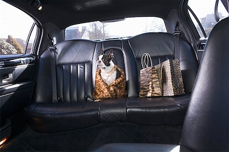 spécial - Boston Terrier, assis dans la voiture, porter des vêtements Photographie de stock - Premium Libres de Droits, Code: 673-02139480