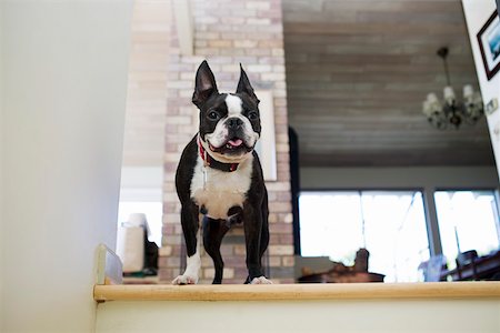 perro guardián - Portrait of a Boston Terrier dog Foto de stock - Sin royalties Premium, Código: 673-02140213