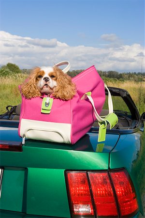 funny convertible car image - Dog in bag atop car in field Stock Photo - Premium Royalty-Free, Code: 673-02140546