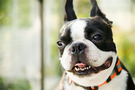 Closeup of a happy dog Stock Photo - Premium Royalty-Free, Code: 673-02140880