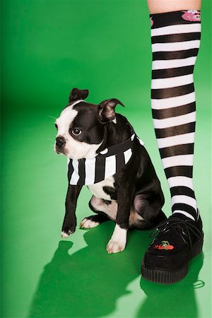 simsearch:625-00849435,k - Low section of woman with stripped sock and dog Stock Photo - Premium Royalty-Free, Code: 673-02140946